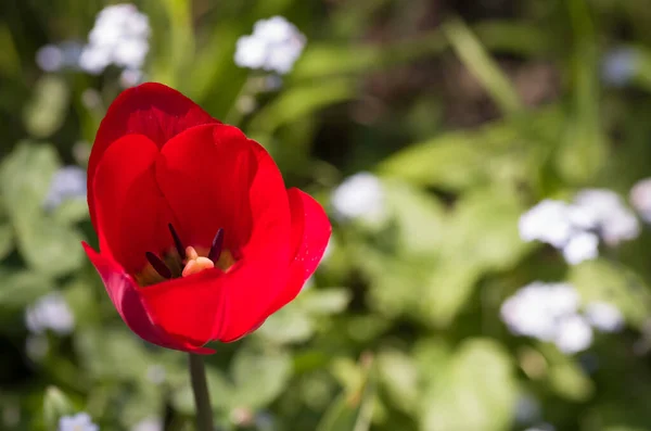Eine Nahaufnahme Einer Roten Tulpenblume Auf Dem Feld — Stockfoto