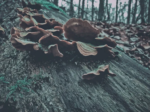 Hongo Salvaje Tronco Árbol Muerto Musgoso — Foto de Stock