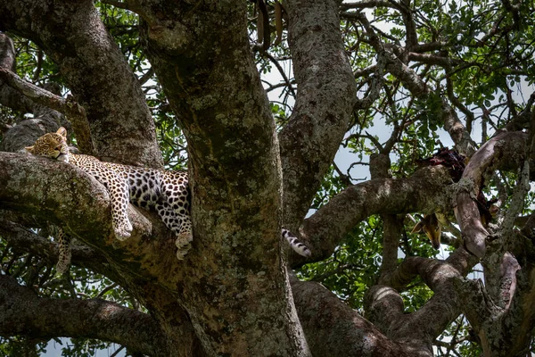 Primo Piano Leopardo Che Riposa Dopo Caccia Nel Parco Nazionale — Foto Stock