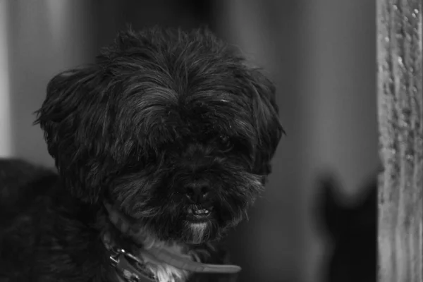 窓から外を見る可愛い黒いペットの犬のクローズアップ — ストック写真