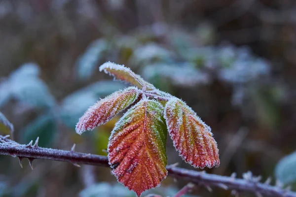 背景がぼやけている分野で霜に覆われた花茎の閉鎖 — ストック写真