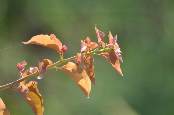 Närbild Röda Blad Gren Solljuset — Stockfoto