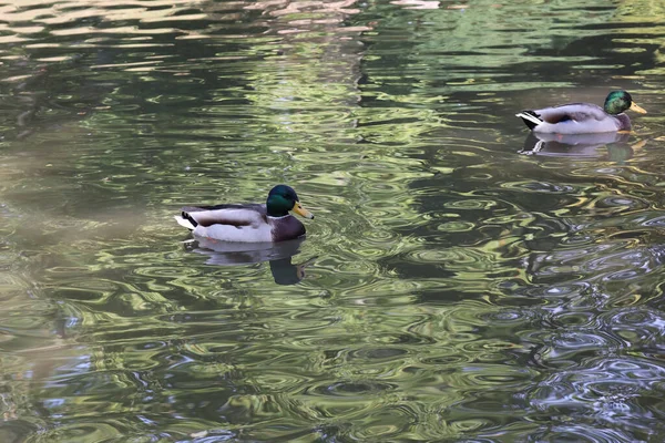 Closeup Shot Wild Ducks Pond — Stock Photo, Image