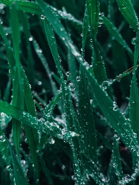 Eine Vertikale Nahaufnahme Von Frischem Grünen Gras Mit Tropfen Morgentau — Stockfoto