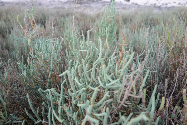 提出された中で成長しているクラドニア リチェンの草のクローズアップショット — ストック写真