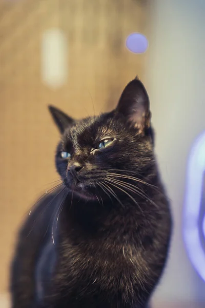 一只可爱的家养绿眼睛黑猫的近照 背景明亮 背景明亮 — 图库照片