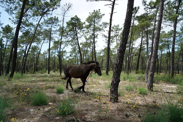 Ein Braunes Pferd Wald — Stockfoto