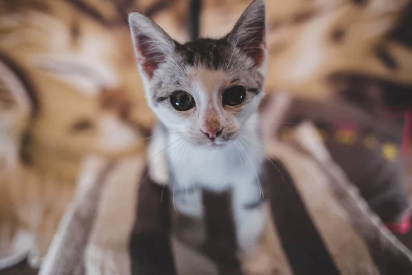 Portrait Cute Small Cat Shiny Eyes Pillow — Stock Photo, Image