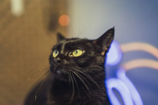Retrato Cerca Gato Negro Angelical Ojos Verdes Con Luces Brillantes —  Fotos de Stock