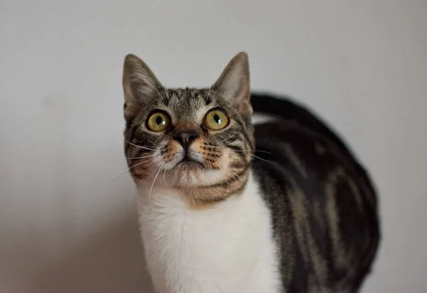 Närbild Skott Bedårande Katt Vit Bakgrund — Stockfoto