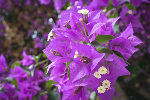 Närbild Lila Bougainvillea Blommor Trädgård — Stockfoto