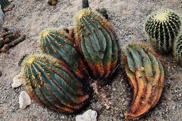 Primer Plano Las Plantas Cactus Barril Glauco Jardín Del Desierto —  Fotos de Stock