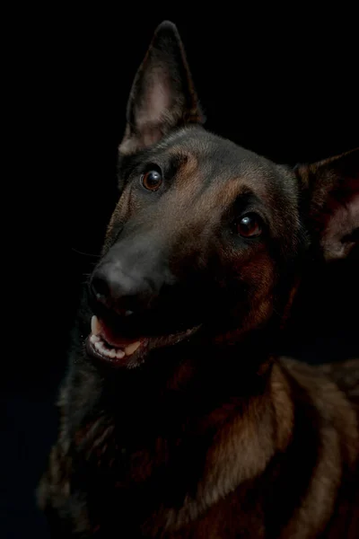 Eine Vertikale Aufnahme Eines Belgischen Schäferhundes Auf Schwarzem Hintergrund — Stockfoto