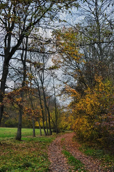 Pionowe Ujęcie Pięknych Jesiennych Drzew Pod Chmurnym Niebem — Zdjęcie stockowe