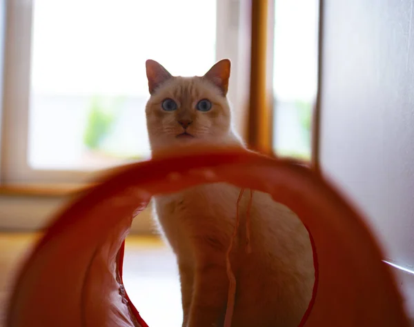 Симпатична Кішка Сидить Біля Тунелю Кота Розмитому Тлі — стокове фото