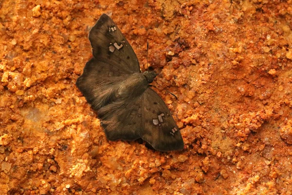Ένα Πλάνο Υψηλής Γωνίας Μιας Μαύρης Γωνιάς Πεταλούδας Στη Λάσπη — Φωτογραφία Αρχείου