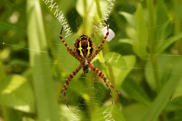 Selective Focus Shot Exotic Spider Webs — Stock Photo, Image