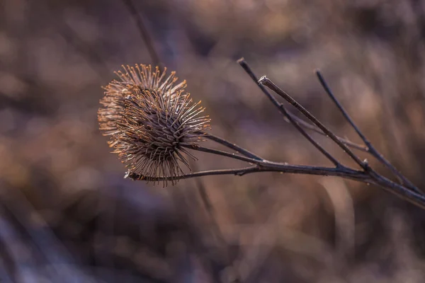 Eine Nahaufnahme Von Trockener Klette Mit Einem Hintergrund Der Natur — Stockfoto