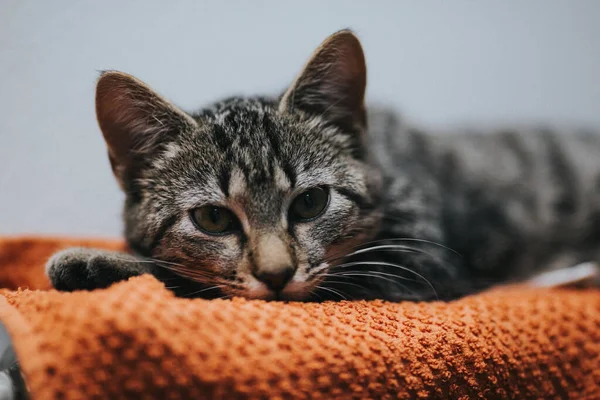 Een Portret Van Een Schattig Katje Liggend Een Zacht Kussen — Stockfoto