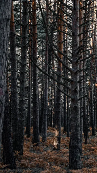 Egy Függőleges Lövés Növekvő Fák Erdőben Nappal — Stock Fotó