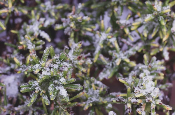 Macro Colpo Foglie Pino Con Gelo Innevato — Foto Stock