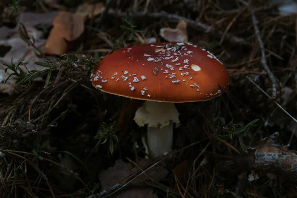 Zbliżenie Strzał Rośnie Mucha Agaric Grzyby Lesie — Zdjęcie stockowe