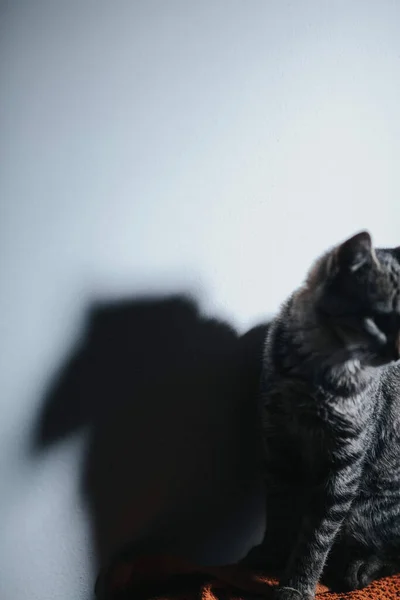 Eine Vertikale Aufnahme Einer Niedlichen Katze Und Der Schatten Der — Stockfoto