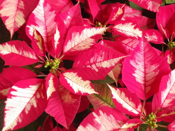 Close Flores Poinsettia Espécies Plantas Comercialmente Importantes Família Spurge Diversificada — Fotografia de Stock