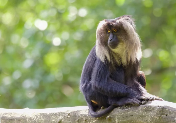 Захоплюючий Знімок Шимпанзе Розмитому Фоні — стокове фото