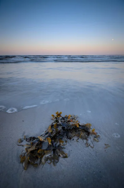 Sahilde Gün Doğumu Manzarasında Kuru Bir Yosun Görüntüsü — Stok fotoğraf