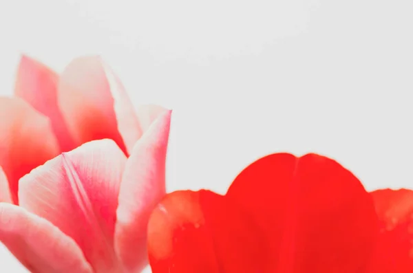 Close Flores Tulipa Vermelha Isoladas Fundo Branco — Fotografia de Stock