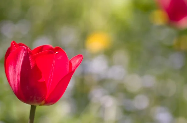 Крупный План Красного Цветка Тюльпана Фоне Боке — стоковое фото