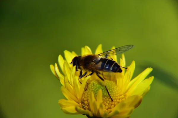 Egy Szelektív Fókusz Felvétel Egy Méhről Egy Sárga Virágon — Stock Fotó