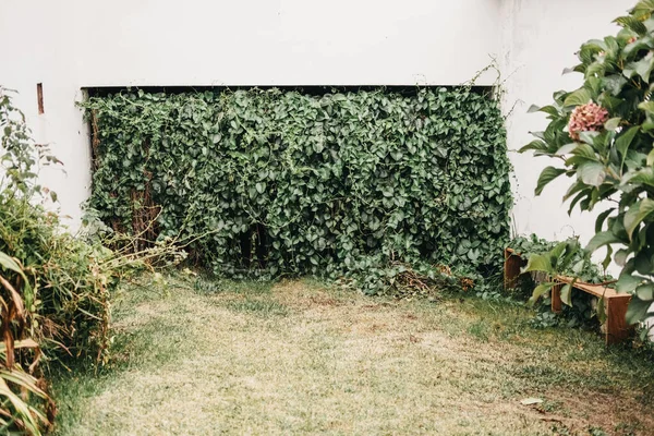 Pequeno Jardim Quintal Com Plantas Verdes — Fotografia de Stock