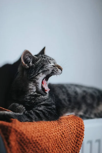 Een Verticaal Shot Van Een Grijs Gestreept Katje Liggend Gapen — Stockfoto