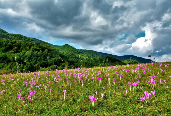 Tiro Hipnotizante Montanhas Com Flores Croco Rosa Primeiro Plano — Fotografia de Stock