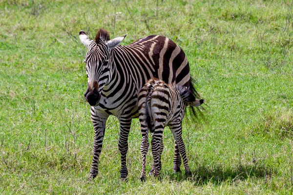 Uma Foto Close Uma Zebra Parque Nacional Tarangire Tanzânia — Fotografia de Stock