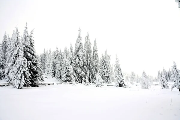 Una Vista Panorámica Desde Bosque Abeto Invierno —  Fotos de Stock