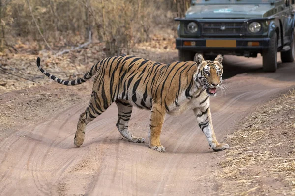 Magnífico Tigre Cruzando Carretera Con Jeep Turístico Fondo —  Fotos de Stock