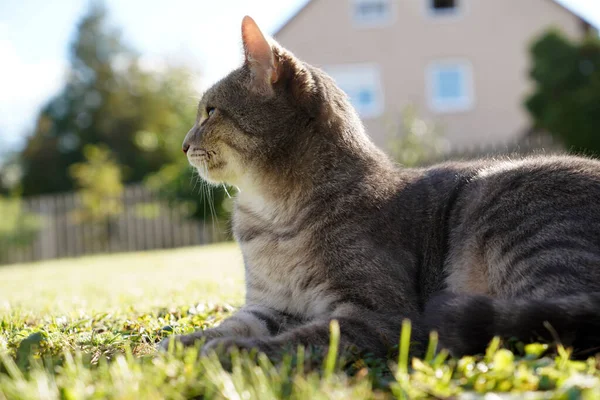 Närbild Grå Och Vit Katt Som Ligger Gräset Utanför Huset — Stockfoto