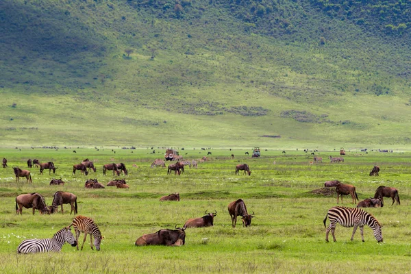 Eine Nahaufnahme Von Gnus Und Zebras Auf Einem Feld Tarangire — Stockfoto