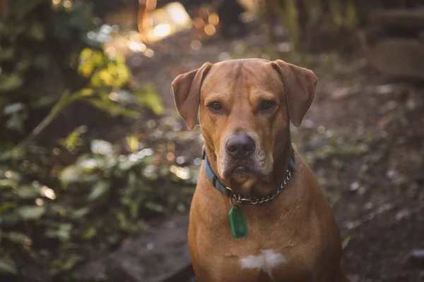 Bahçedeki Islak Toprakta Duran Sevimli Kahverengi Bir Rodezyalı Sırt Köpeği — Stok fotoğraf