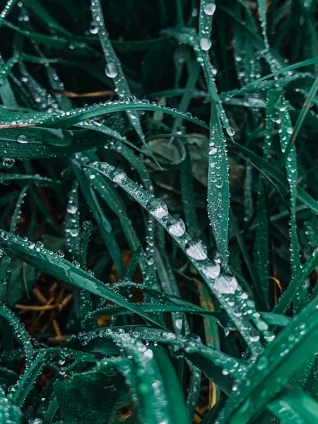 Ein Vertikaler Blick Auf Frisches Grünes Gras Mit Regentropfen Darauf — Stockfoto