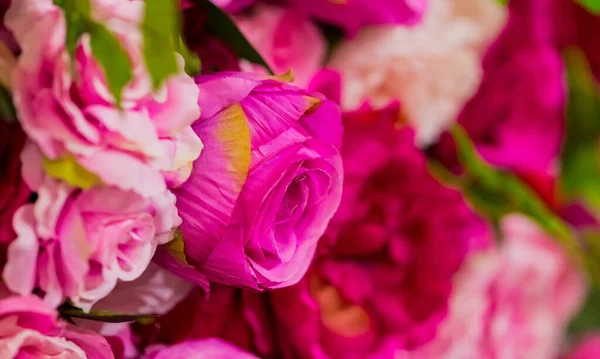 Gyönyörű Rózsák Csúcsképe — Stock Fotó