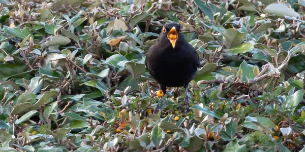 Closeup Shot Common Blackbird — Stock Photo, Image