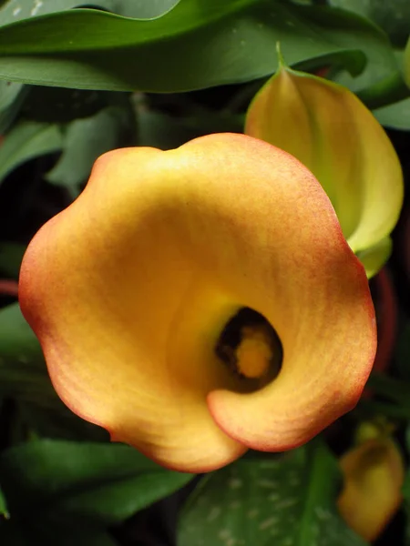 Güzel Bir Zambak Çiçeğinin Yakın Çekimi — Stok fotoğraf
