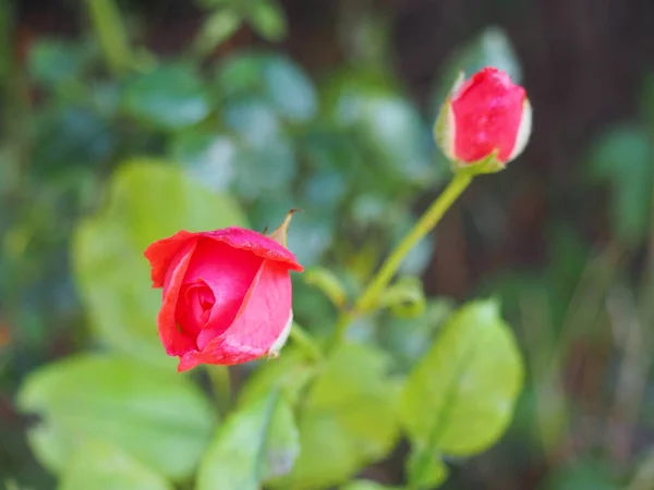 Zbliżenie Strzał Piękne Czerwone Pąki Róż Zielonymi Liśćmi Rozmytym Tle — Zdjęcie stockowe