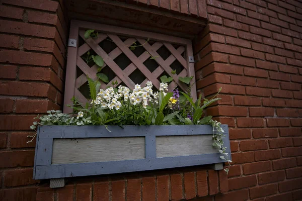 Eine Nahaufnahme Von Topfblumen Gegen Eine Ziegelmauer — Stockfoto