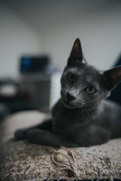 Μια Κάθετη Επιλεκτική Εστίαση Κοντινό Πλάνο Μιας Μαύρης Γάτας Που — Φωτογραφία Αρχείου