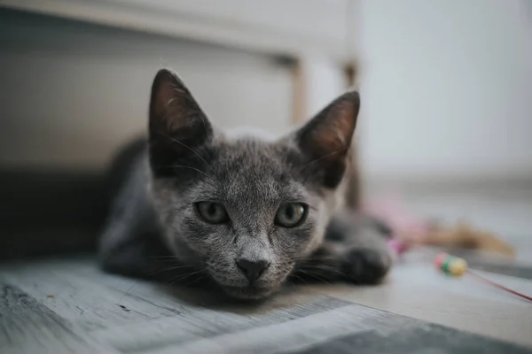 Eine Graue Katze Legt Sich Auf Den Bauch Auf Den — Stockfoto